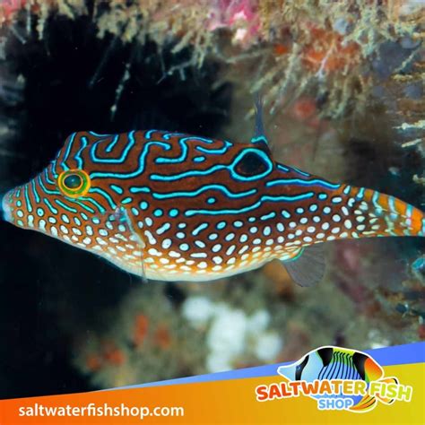 saltwater fish for sale near me.